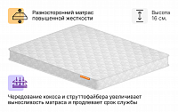 Зебра